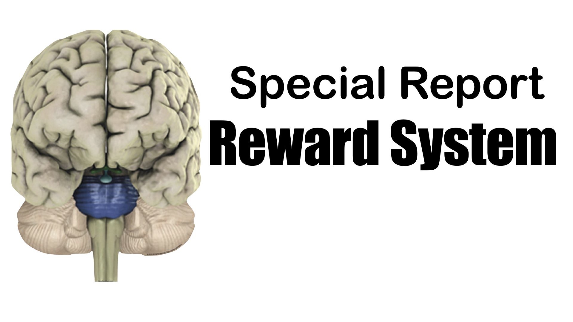 brain-s-reward-system-captain-psychology